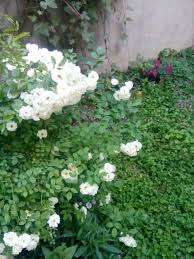 SAMIA DAWOOD SHAKIR ALBASRI