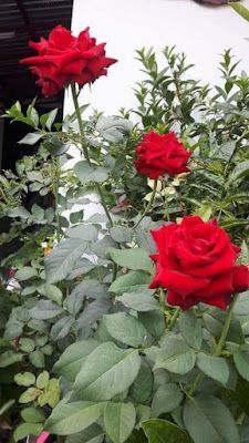 Dr.Fatima Othaib Jumaah